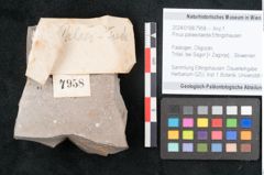Foto (Objekt + Etikett) von Pinus palaeotaeda Ettingshausen (NHMW-GEO-2024-0188-7958)